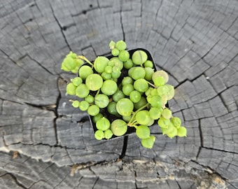 String of Pearls Plant: Trailing Succulent in 2" Nursery Pot