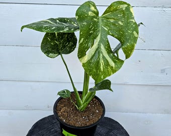 14in+ Thai Constellation Monstera – Live Plant in 6" Pot – Rare Variegated Aroid – Pick Your Exact Plant!