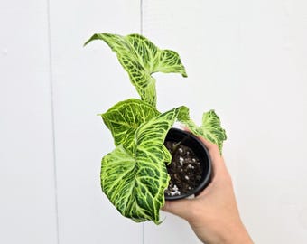 Rare Syngonium 'Batik' Plant: Unique Arrowhead Aroid
