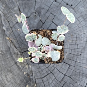Variegated String of Hearts – 2&quot; Pot – Ceropegia Woodii Variegata