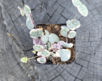 Variegated String of Hearts – 2" Pot – Ceropegia Woodii Variegata