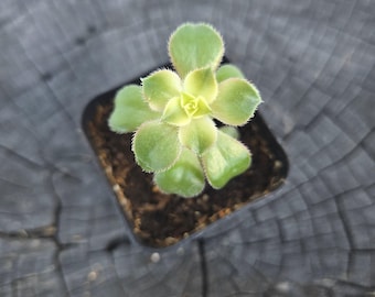 Aeonium 'Kiwi' – 2" Live Succulent in Pot | Easy Care Plant