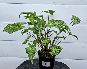 Syngonium 'Batik' Arrowhead Plant: Rare Veined Aroid in 4" Pot