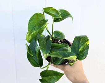 4" Golden Pothos Plant – Easy Care Indoor Vine | Beginner Friendly Hanging or Climbing Houseplant