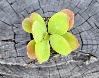 Kalanchoe luciae ‘Flapjack’ – 2" Live Succulent