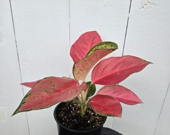 China Red Aglaonema – 4" Pot | Bold Low Light Houseplant | Easy Care Pop of Color