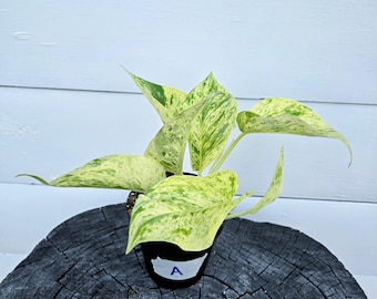 Pothos