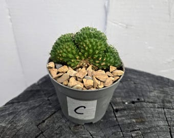 Crested Gymnocalycium Cristata Cactus: Rare Mutant Moon Succulent