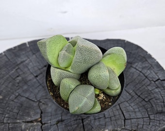 Split Rock Succulent (Pleiospilos nelii) – Live Plant in 4" Pot