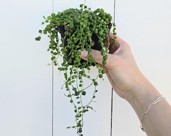 String of Pearls Plant | Trailing Senecio Succulent in 4" Pot