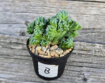 Cereus Forbesii Monstrose Cactus: Rare Ming Thing, Sculptural Succulent