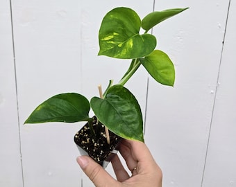 Pothos