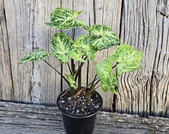 4" Rare Syngonium 'Batik' Plant: Unique Arrowhead Aroid