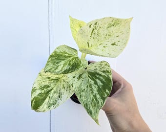 3" Rare Snow Queen Pothos: Variegated Epipremnum Aureum, Easy Care Houseplant