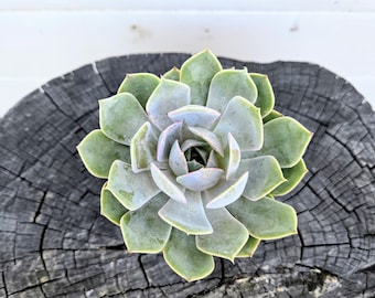 Echeveria ‘Lotus’ – 4" Live Succulent in Pot