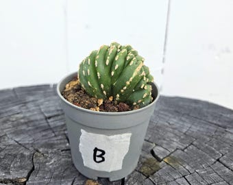 2" Potted Brain Cactus (Echinopsis Subdenudata f. Cristata) | Crested Moon Cactus | Rare Succulent