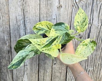 Marble Queen Pothos | 4 Inch Live Variegated Trailing Plant