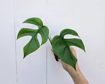 Mini Monstera Cutting: Rare Aroid Starter Plant for Propagation
