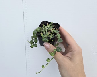 RARE Plants