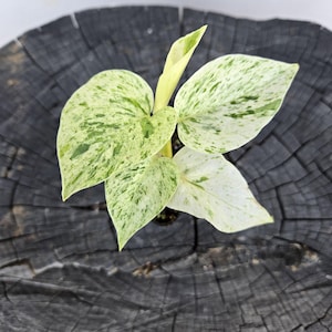 Rare Snow Queen Pothos – 2” Variegated Plant – High Variegation Houseplant