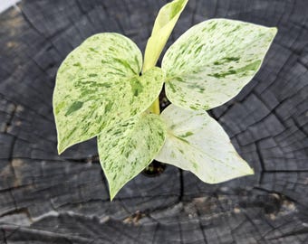 Pothos