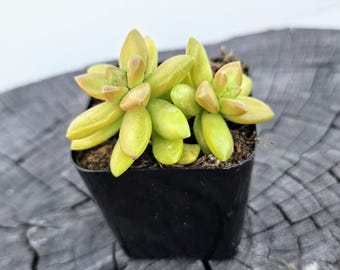 Sedum Nussbaumerianum ‘Orange Delight’ – 2" Live Succulent