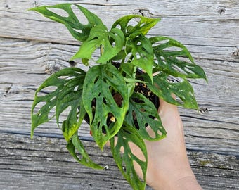 4" Monstera Adansonii - Swiss Cheese Plant | Rare Aroid, Easy Houseplant