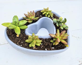 Planters