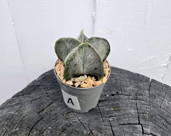 2" Bishop’s Cap Astrophytum Myriostigma – Pick Your Exact Plant  | Rare Spineless Cactus