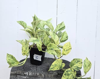 Snow Queen Pothos: Rare Variegated Trailing Plant - 4" Pot