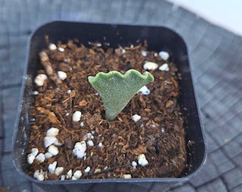 Adromischus 'Key Lime Pie' – 2” Pot | Rare Fuzzy Succulent | Just Rooted