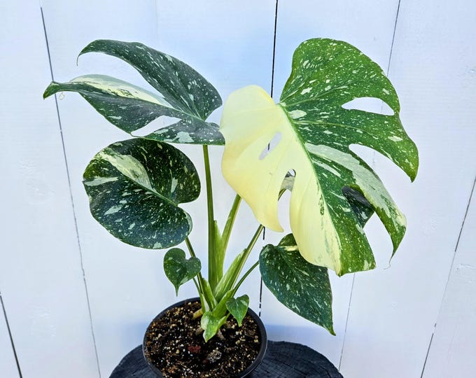 Featured listing image: 15in+ Variegated Thai Constellation Monstera – Rare Aroid with Stunning Marbled Leaves – Choose Your Plant