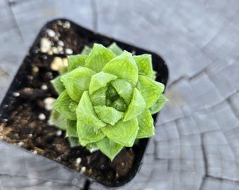 Haworthia Cymbiformis – 2” Pot – Translucent Window Succulent