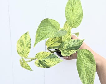 Rare Snow Queen Pothos: Variegated Epipremnum Aureum, Easy Care Houseplant