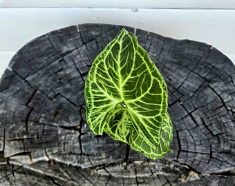 3" Rare Syngonium 'Batik' Starter Plant: Unique Arrowhead Aroid