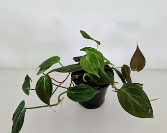 Rare Philodendron Micans: Velvet Leaf Trailing Houseplant