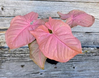Neon Pink Syngonium Plant | Arrowhead Houseplant 4" Pot (Live Plant)