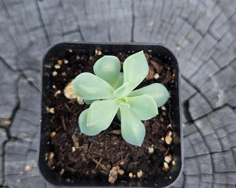 Echeveria Pulidonis – 2” Pot | Blue-Green Rosette | Easy-Care Succulent