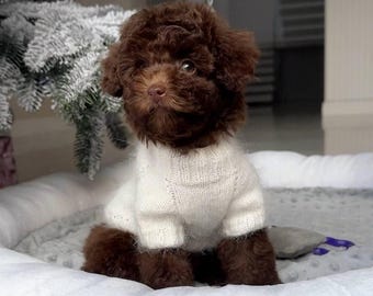 Handmade Knitted Dog Sweater: Small Breed Ruffle Hem
