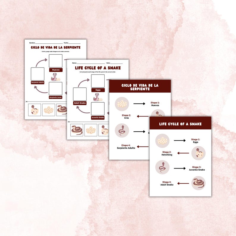 Snake Life Cycle Bilingual Worksheet Bundle | English & Spanish ...
