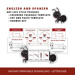 May include: Educational printable ant life cycle package in English and Spanish. Includes coloring and cut-and-paste templates, and an answer key. Features illustrations of ant life stages: eggs, larva, pupa, and ant. "Instant Printable Download - Letter Size."