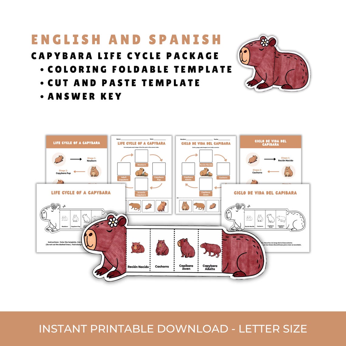 capybara-life-cycle-bilingual-worksheet-bundle-english-spanish