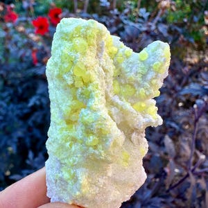 May include: A rough, natural sulfur crystal specimen. The mineral has a pale yellow color with a crystalline structure. The sulfur is attached to a white, porous rock base. The background features blurred greenery and red flowers.