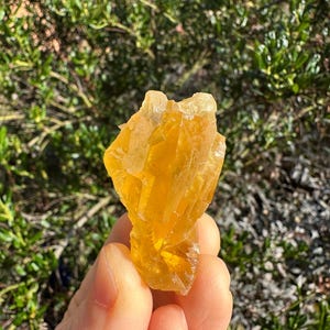 May include: A cluster of golden yellow calcite crystals. The crystals have a rough, textured surface and are held against a backdrop of green foliage. The natural formation has a translucent quality, catching the light.