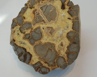 Polished Septarian Concretion or Septarians nodule half.