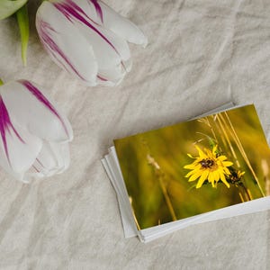 Gewoon omdat-ansichtkaarten, set van 10 - 10 natuurkaarten om te delen, te verzenden of te verzamelen