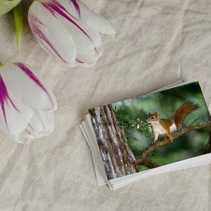 Lot de 10 cartes postales Just Because – Lot de 10 - Cartes postales Joli écureuil