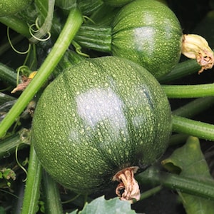 Puede incluir: Dos calabacines redondos de color verde oscuro con piel moteada de verde claro que crecen en una enredadera verde gruesa y fibrosa. Las verduras presentan una textura suave y firme con un pequeño resto de flor marrón seca en la base.