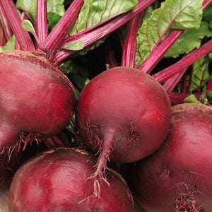 May include: A cluster of fresh, round, deep magenta-colored beets with smooth skins and thin, fibrous roots at the base. Each beet is topped with vibrant, long, bright magenta stems that extend upward into large, textured, green leafy tops.