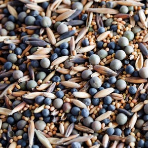 Peut inclure: Un mélange dense de graines et de céréales agricoles séchées, composé de cosses d'avoine beiges allongées, de petits pois ronds bleu-gris foncé et de minuscules graines de moutarde jaunes dispersées dans une texture multicolore.